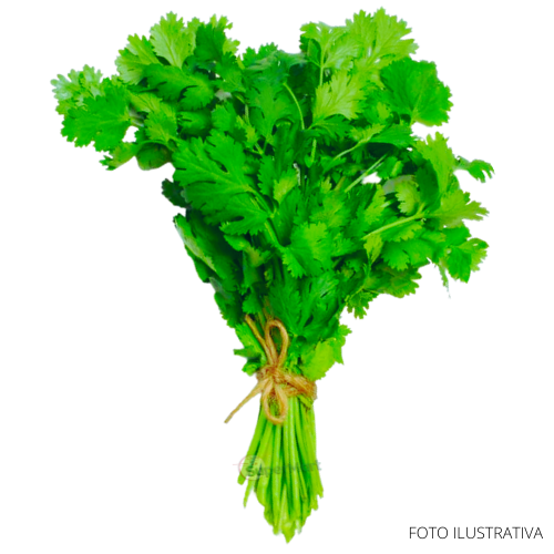 Cilantro Coentro (Maço) Fresh