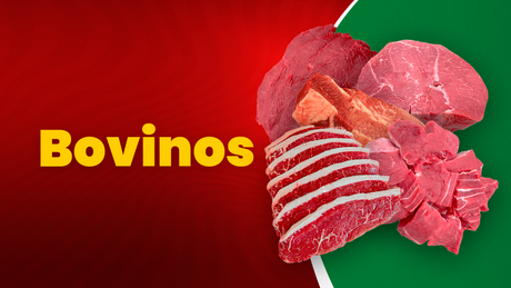 Bovinos