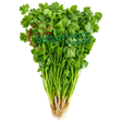 Cilantro Coentro (Maço) Fresh - SuperMart.japan