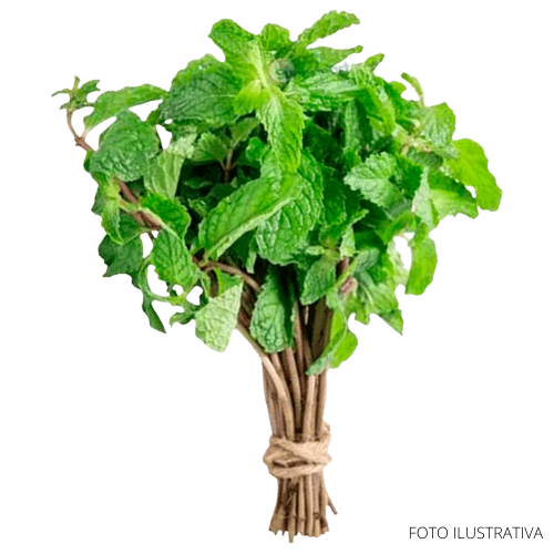 Hierba Buena-Hortela Fresh (maço) - SuperMart.japan